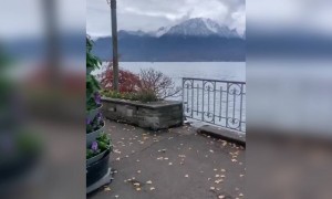 ফুলের সুন্দরতা  ,ফুল ভালোবাসেনা এমন মানুষ হয়তো খুব কম আছে ।দেখুন ফুলের ভিডিও ।