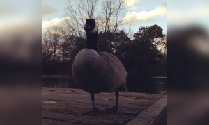 পাখির ভিডিও ।