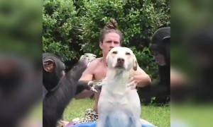 বানর কুকুরের ফানি ভিডিও ।