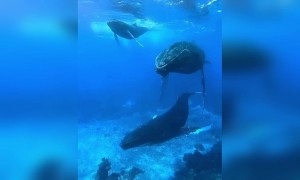 সমুদ্র তলের ভিডিও ।