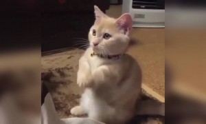 বিড়ালের ভিডিও ।