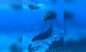 সামুদ্রিক মাছের ভিডিও ।