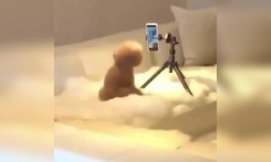 এক অবাক করা কুকুরের কাণ্ড- কীর্তি ।