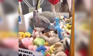 বিড়ালের ভিডিও ।