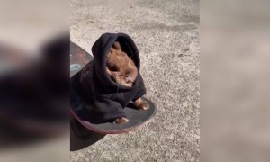 খুবই কিউট বেবীটি ।