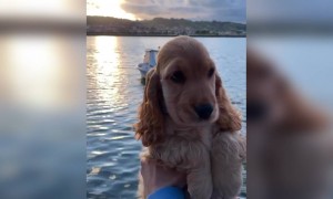 একটি কুকুরের ভিডিও ।