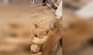 কুকুর ও সঙ্গে কুকুরের বাচ্চাদের ভিডিও