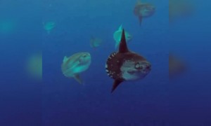 ওয়াও ! সমুদ্রের ভিতরের দৃশ্য দেখুন ।