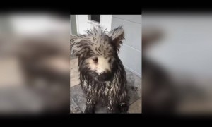 কুকুর এর ভিডিও