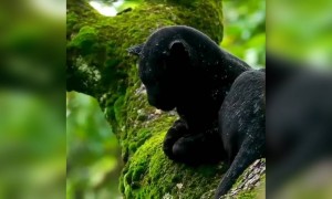 বৃষ্টিতে ভেজা র আনন্দ উপভোগে ব্যস্ত বিড়ালটি ।