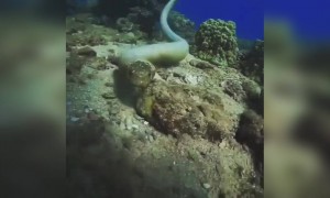 এক বিশেষ প্রজাতির সাপের ভিডিও ।