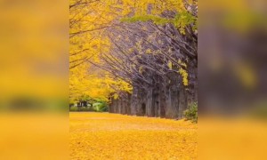 ভিডিওটি দেখলে আপনার  থেকে একটাই শব্দ বের হবে 'ওয়াও'।