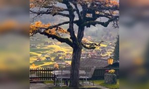 প্রকৃতির রূপ -লাবণ্য