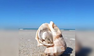 সামুদ্রিক প্রাণীর ভিডিও ।