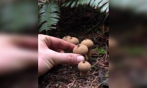 দেখুন এক অন্য ধরনের ব্যাঙের ছাতা ।