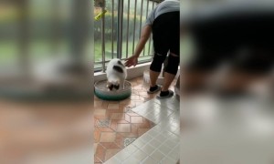 বিড়ালের ফানি ভিডিও