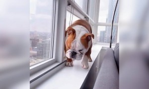 কুকুর ভালোবাসলে দেখুন ভিডিওটি ।