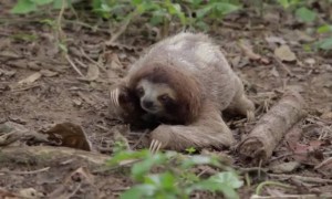 এক অদ্ভুত প্রাণীর ভিডিও