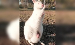 কেঙ্গারুর ভিডিও ।