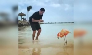 বকের নাচ দেখুন