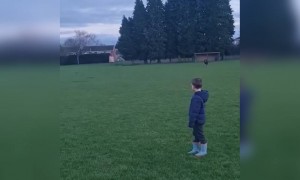 কুকুরের ভিডিও ।