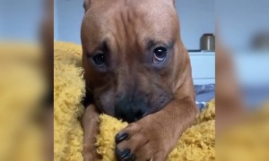 আপনিও এনিম্যাল ভালোবাসলে ভিডিওটি দেখুন ।