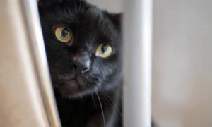 কালো বিড়ালের ভিডিও দেখুন ।