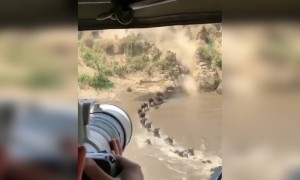 এনিম্যাল ভিডিও ,মিস না করে দেখুন ।