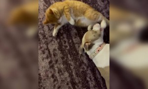 কুকুর বিড়ালের খুনসুটি