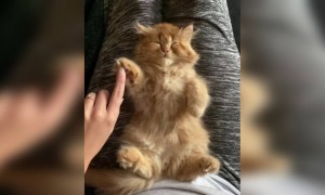 ছোট্ট একটি কুকুরের ভালোলাগা ভিডিও ।