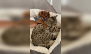 বিড়াল - কুকুরের  ভালোবাসা