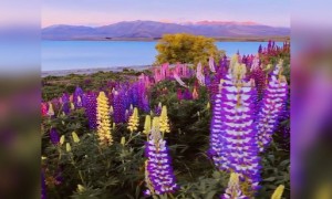 নানান রঙের সাজে প্রকৃতি ।