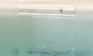 জলে সাঁতার কাটছে এক সামুদ্রিক মাছ ।