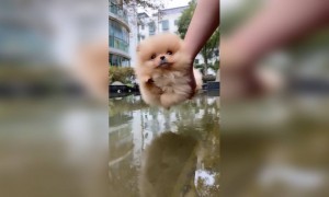 খুবই কিউট একটি বাচ্চা কুকুরের ভিডিও ।