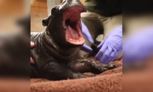 আপনিও যদি এনিম্যাল ভালবাসেন তাহলে মিস না করে ভিডিওটি দেখুন ।