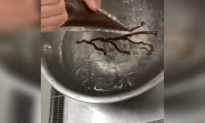 অসাধারণ আর্ট