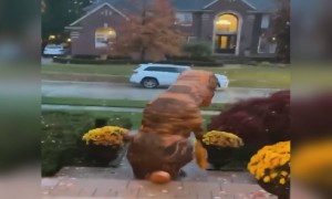 এনিম্যাল লাভারদের অবশ্যই ভালোলাগবে এই ভিডিওটি ।