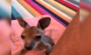 একটি  বাচ্চা ছাগলের ভিডিও ।