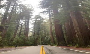 জঙ্গলের ভিডিও ।