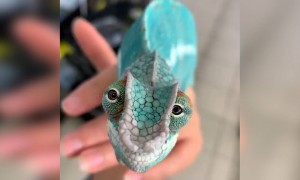 দেখুন তো ভিডিওটিতে থাকা প্রাণীটিকে চিনতে পারেন নাকি ?