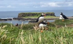 পাখীর ভিডিও দেখুন ।