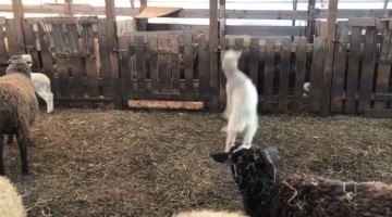 Happy Lambs Hops Around at Feeding Time
