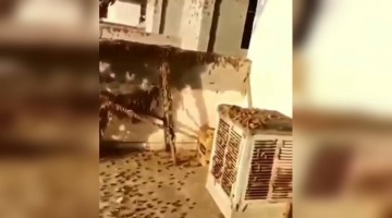 জয়পুরে কিছু জায়গাতে প্রচুর লোকাস্ট