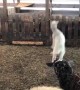 Happy Lambs Hops Around at Feeding Time