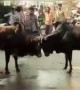 দুটো ষাঁড়ের লড়াই আটকাতে গিয়ে কি হলো দেখুন