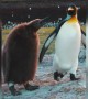 একঝাঁক পেঙ্গুইনের ভিডিও ।